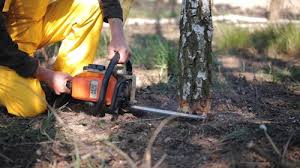 How Our Tree Care Process Works  in  Glasco, NY