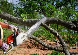 Professional Tree Services in Glasco, NY